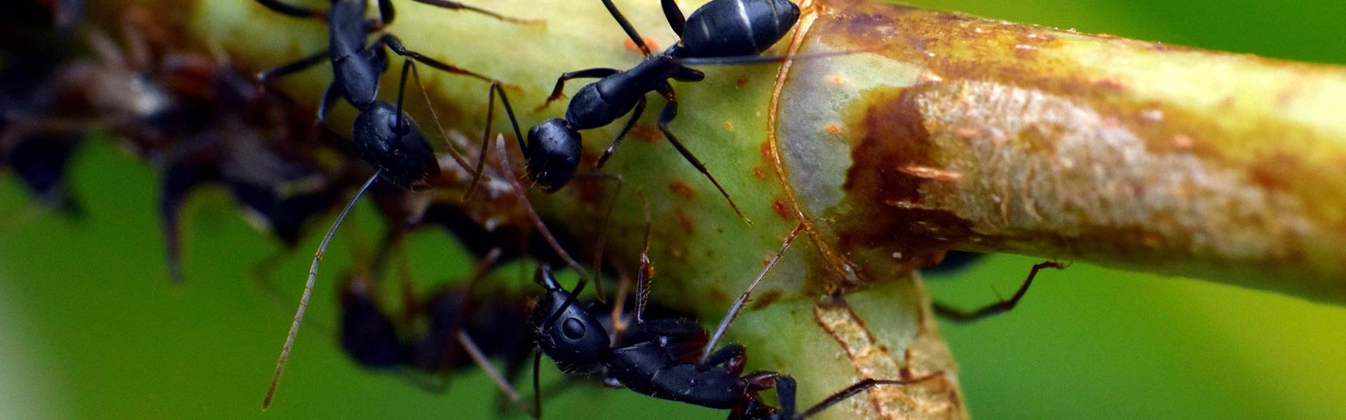 Ants on plants stem