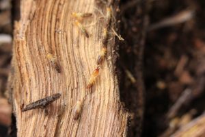 Termites on wood image