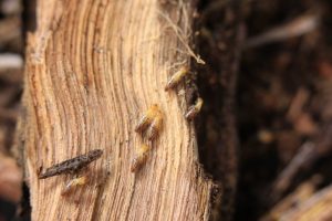 Worker termites image
