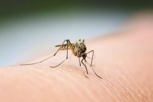 mosquito pest control image