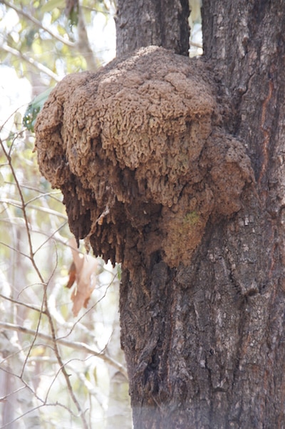 Arboreal termite nest image