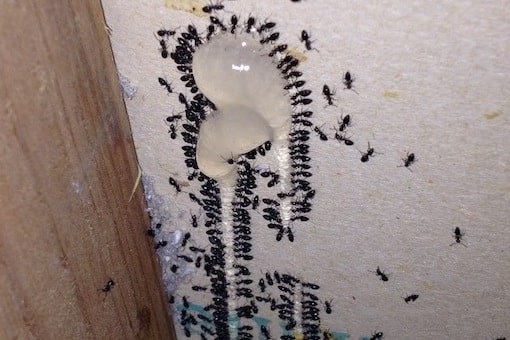 Indoor ant control treatment image
