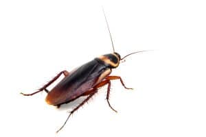 Australian cockroach control - Pest Control Brisbane