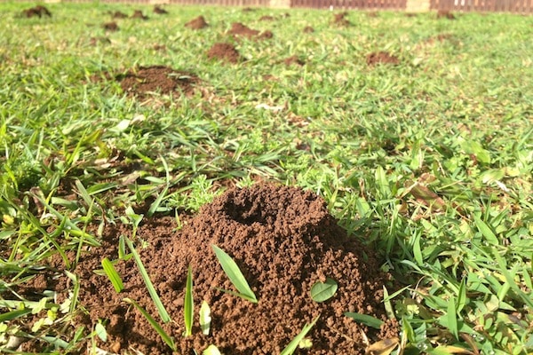 funnel ant damage image