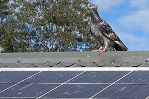 Bird on solar panel