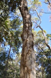 Termite mud tubes on tree image