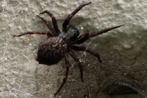Black house spider image