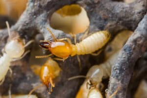 Termite soldier and worker